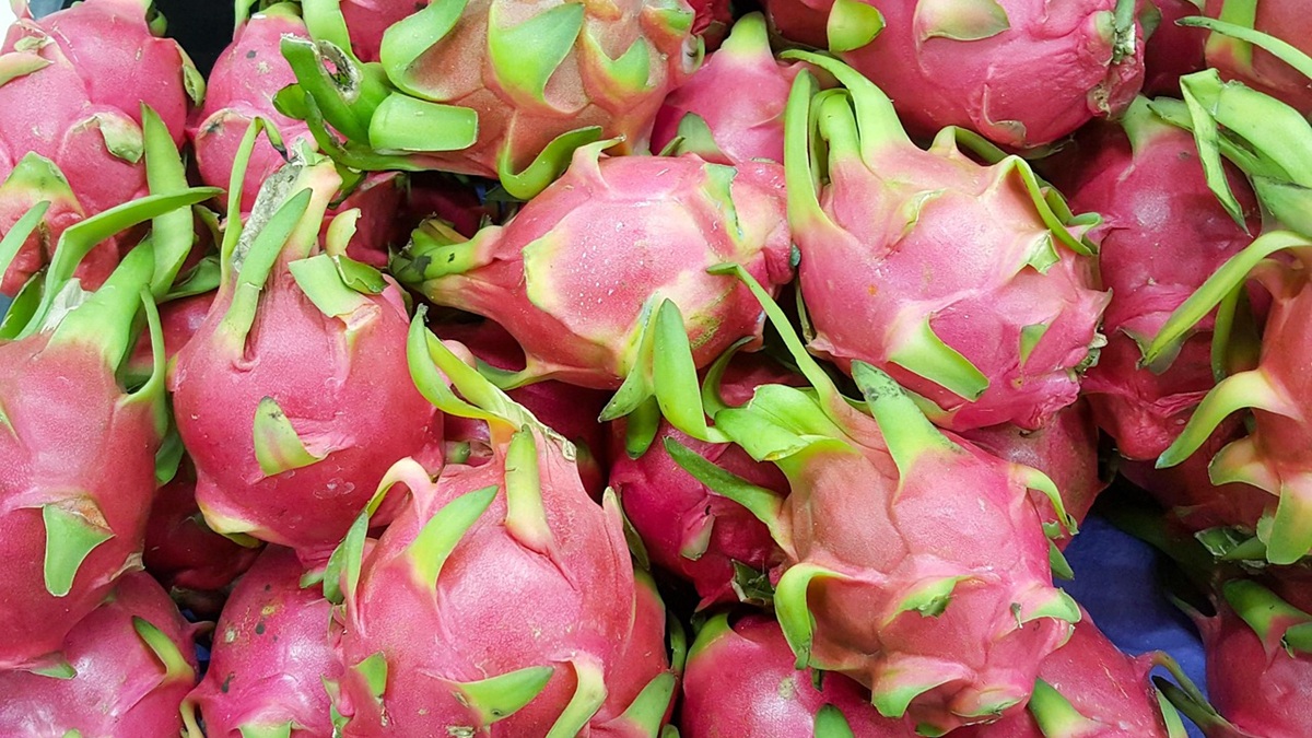 Cultivo de pitahaya en invernadero, una alternativa rentable y en expansión